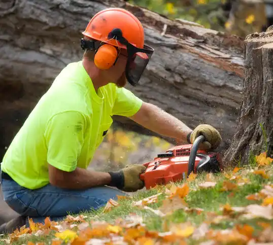 tree services Sharon Springs